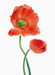 Fototapeta premium Kwiat maku