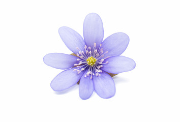 Fototapeta premium Hepatica nobilis