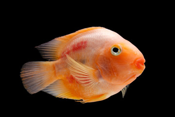 Obraz premium Painted blood parrot cichlid (Cichlasoma sp.)