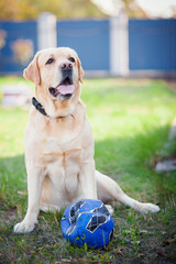 labrador play ball