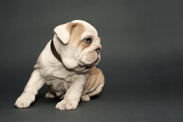 English  bulldog puppy.