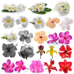 Orchid  Frangipani ,Asian pigeonwings, Flowers Isolated on White