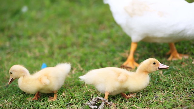 Duck family walking on farm