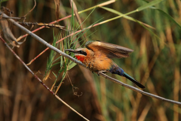 Weißstirnbienenfresser (Merops bullockoides) im Okavango Delta