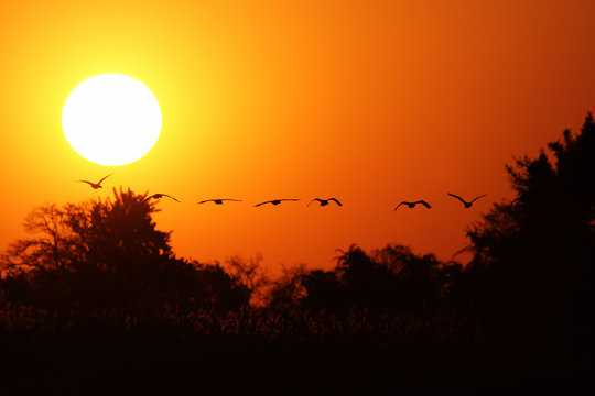 Gänse fliegen in den Sonnenuntergang im Okavango Delta, Botswana