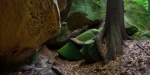 Forest landscape with rocks