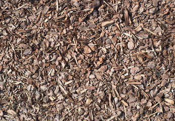 Fresh wet wood chip from pine tree, nature texture