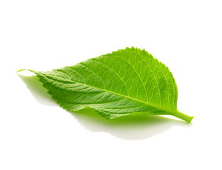 Obraz premium green leaves on a white background