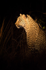 Lone leopard hunting under cover of darkness