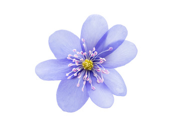 Obraz premium Hepatica nobilis