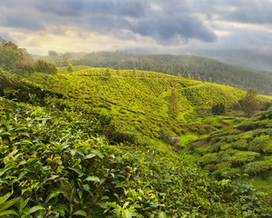 Fototapeta na wymiar Tea Plantation in Asia