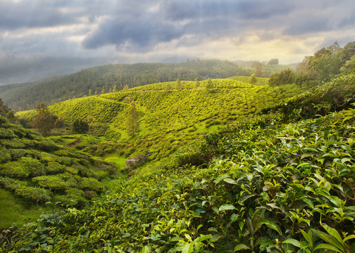 Tea Plantation in Asia