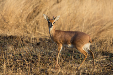 Single alert steenbok carefully graze burnt grass