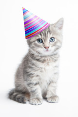 Obraz premium Grey kitten with a hat