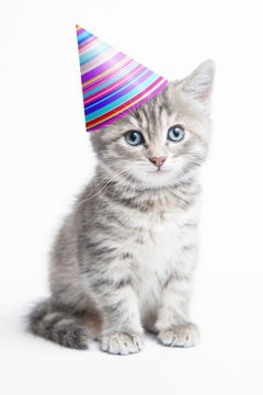 Grey kitten with a hat