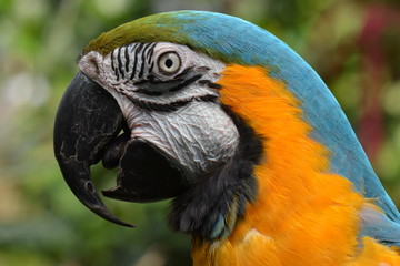 South American Macaw portrait