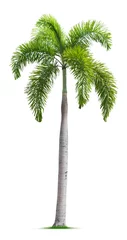 Velvet curtains Palm tree Foxtail palm tree