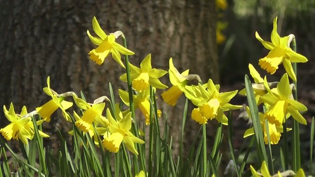 Golden Spring Flowering Woodland Daffodils blowing in the Wind