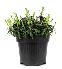 carnation flowers in black pot on a white background