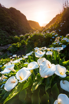 Wild Calla Lilly on Californai coast
