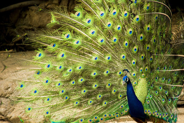 Obraz premium Wild male peacock showing tail feathers