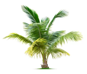 Wall murals Palm tree Young palm tree