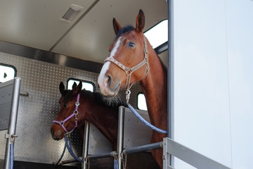 pferd im hänger © Superingo