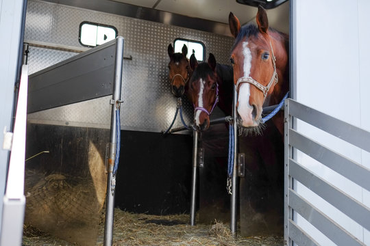 pferd im h&auml;nger