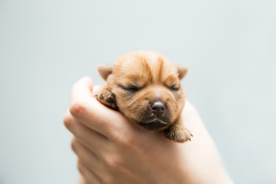 Newborn puppy