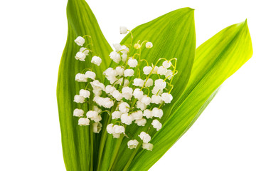 Obraz premium lilies of the valley