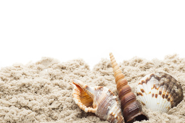 Scallop isolated on the white background.
