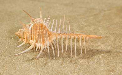 beautiful big seashell on sandy beach in shade
