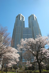 Obraz premium 桜と都庁