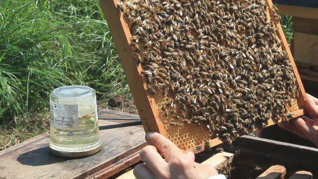 apiculteur abeilles