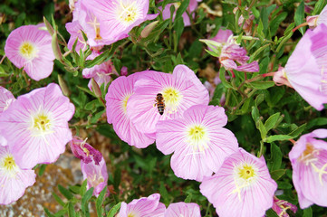 Pink Primarosa and bee