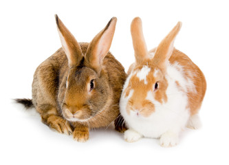 Rabbits isolated