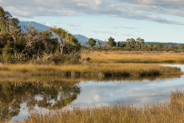 trees and tussock growing alongside Orowaiti lagoon