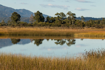 trees reflecting on lake in Southern Alps