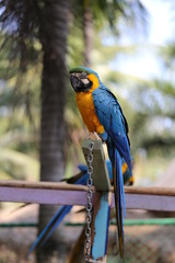 Big beautiful macaws