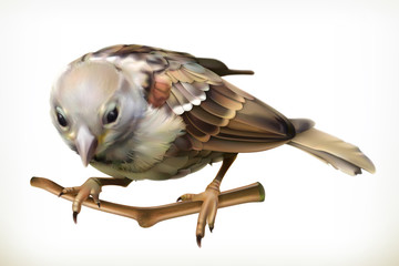 Sparrow, vector illustration