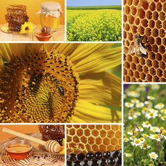 Beekeeping collage