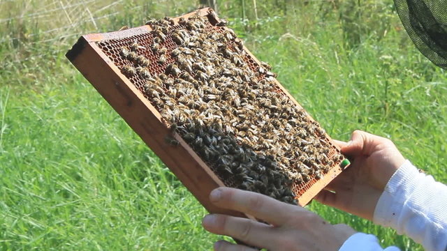abeilles apiculteur