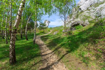 Path in forest near Ogrodzieniec castle in spring time, Poland