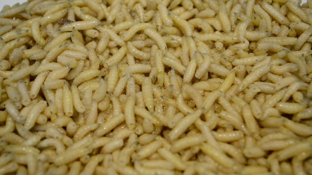 white aka yellow helminth worms (maggot) closeup, random movement, exotic organic food diversity