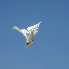white pigeon