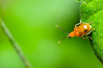 Cucurbit Leaf Beetle or Aulacophora indica
