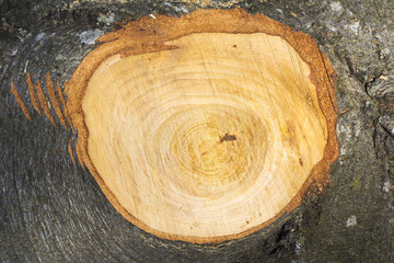 The trunk beech