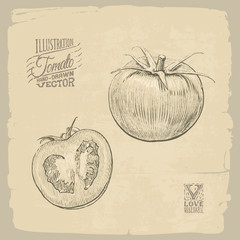 tomato illustration