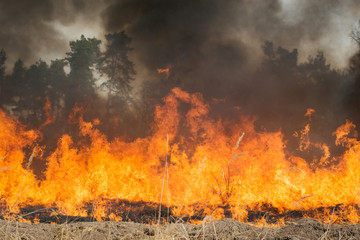 Big fire on agricultural land near forest