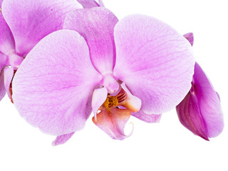 Orchidee isoliert